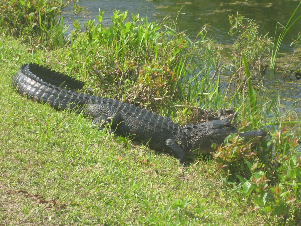 Everglades National Park (18)