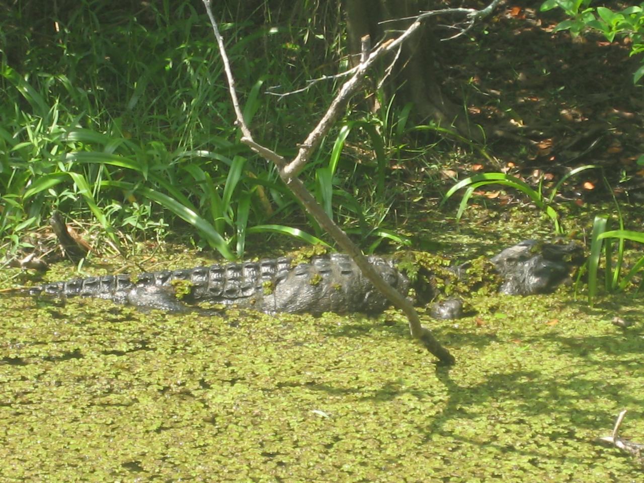 Everglades National Park (38)