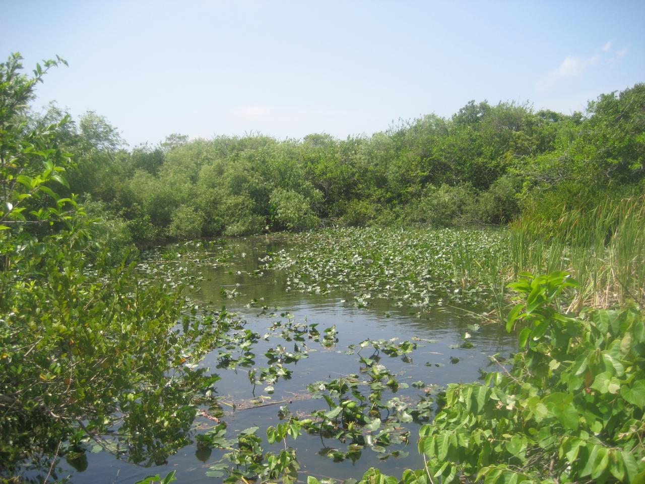 Everglades National Park (49)