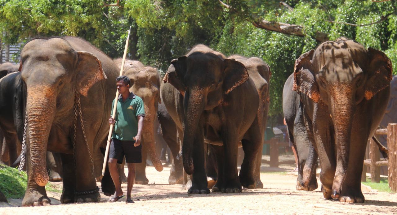 Orphelinat d'éléphants de Pinalai