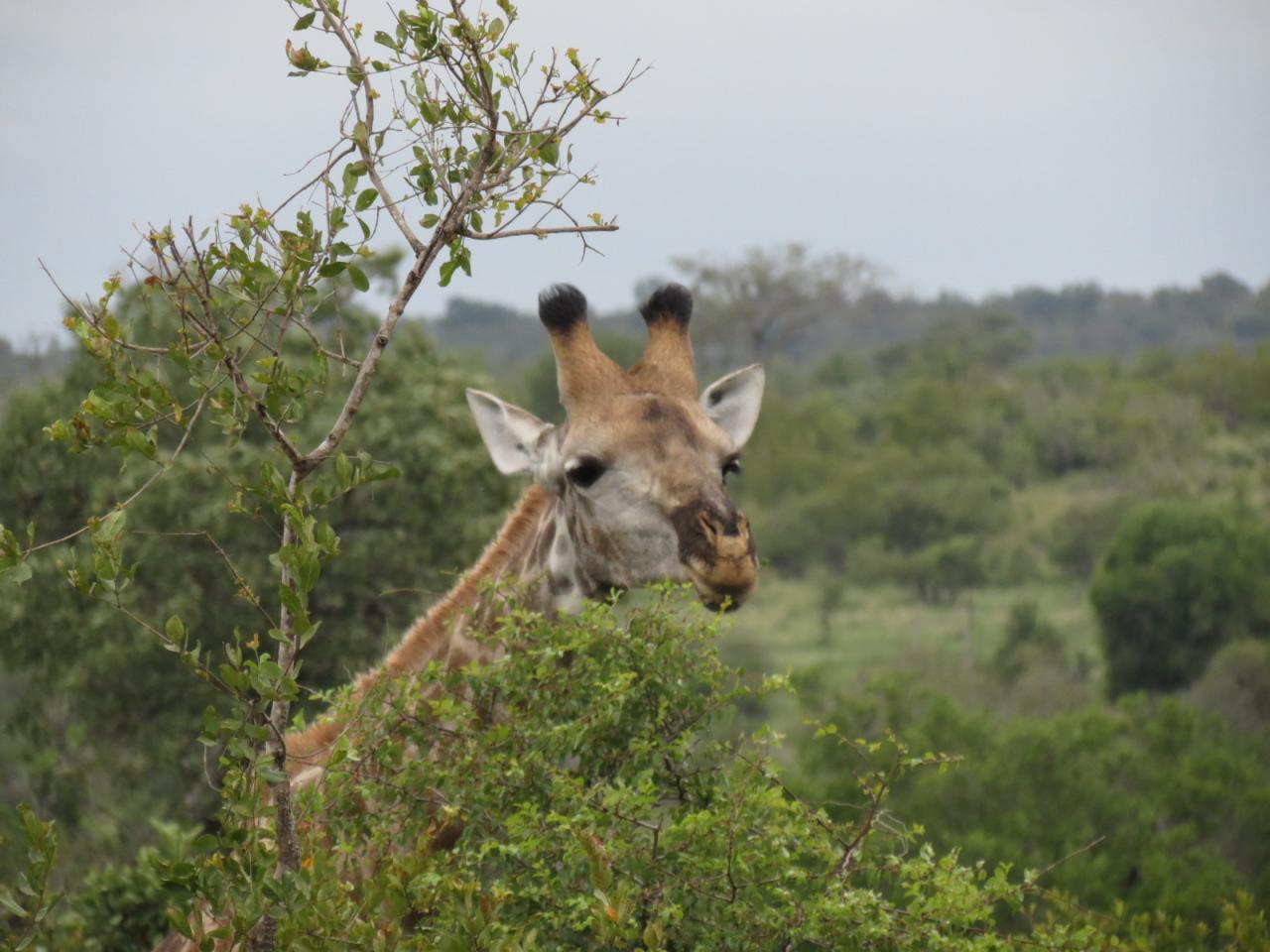 Parc Kruger 
