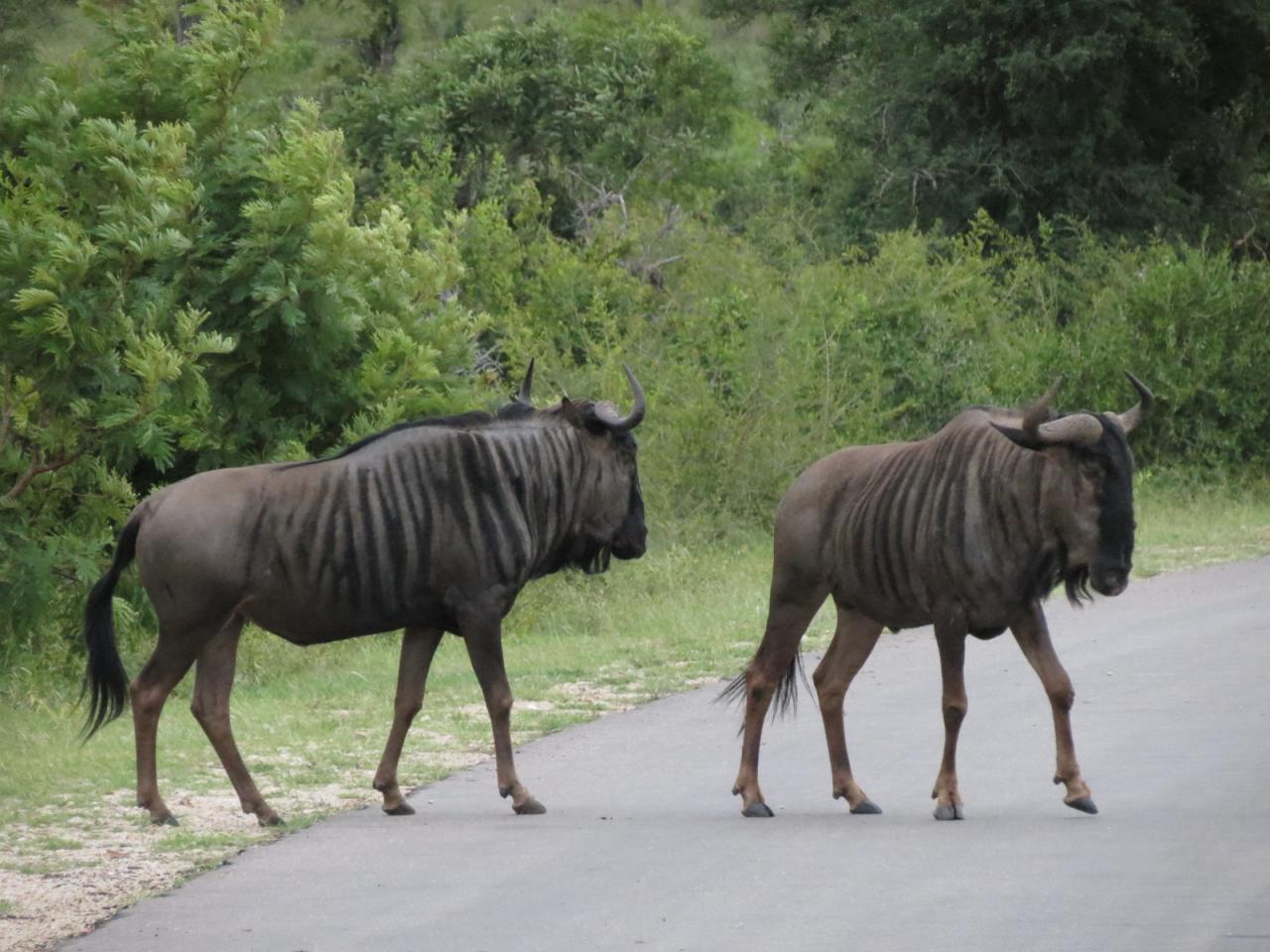 Parc Kruger 