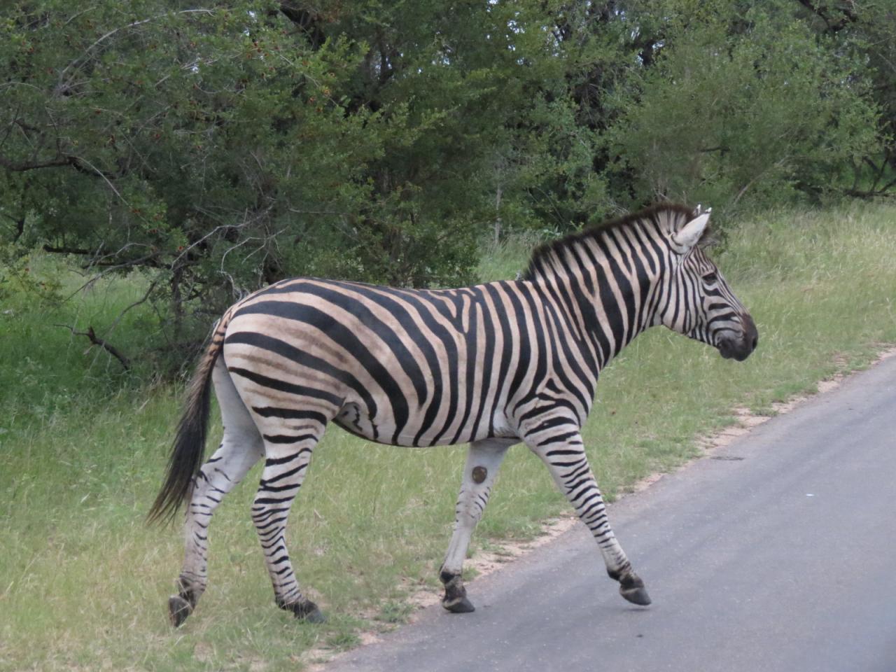 Parc Kruger (68)