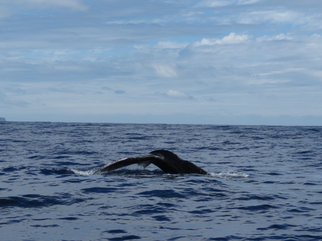 Tahiti sortie baleine (36)
