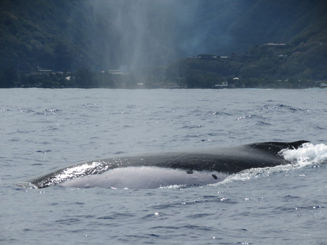 Tahiti sortie baleine (39)