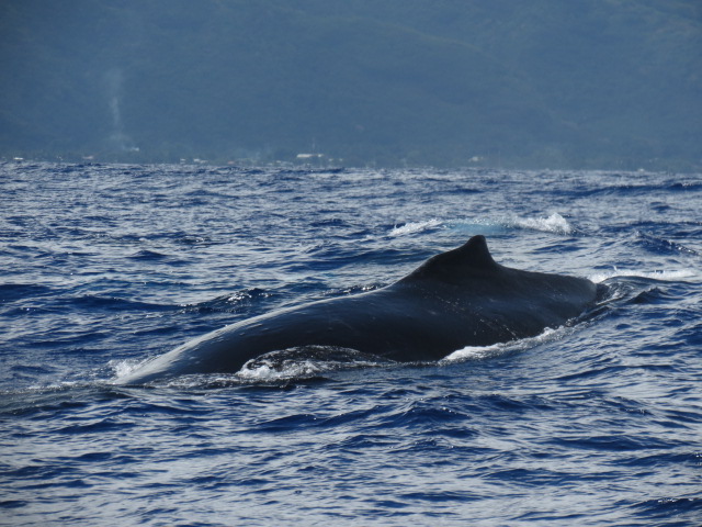 Tahiti sortie baleine (47)