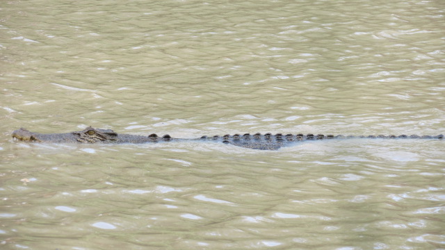 Kakadu national park east alligator river 12