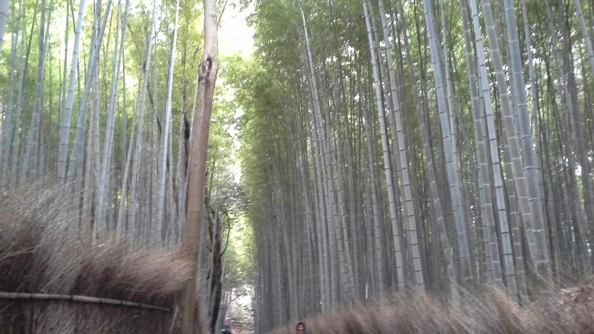 Kyoto foret de bambous de saga arashyama 17