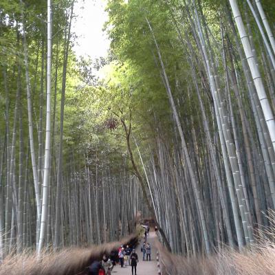 Kyoto foret de bambous de saga arashyama 2