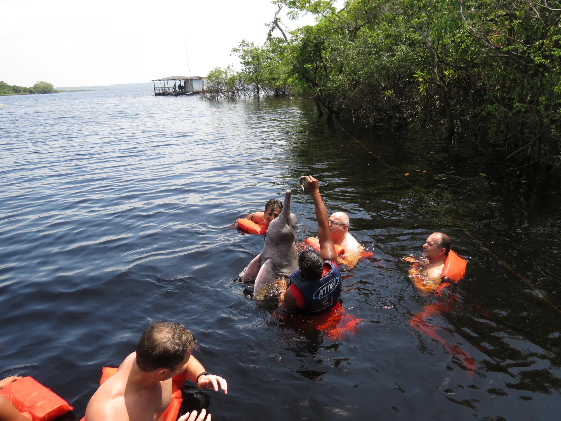 Manaus baignade avec les dauphins du rio nego 5