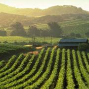 Dans quelle vallée sont produits les meilleurs vins de Californie