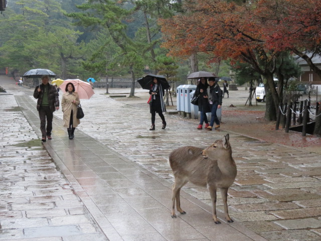 Nara parc 1