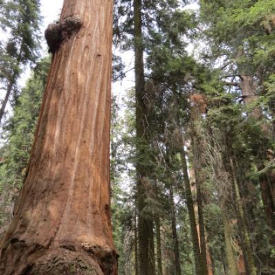 Sequoia kings canyon np 96