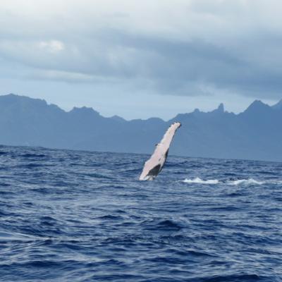Tahiti sortie baleine 29