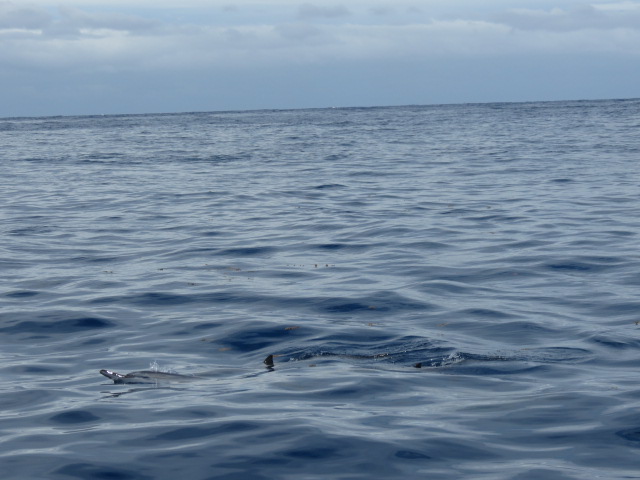 Tahiti sortie baleine 52